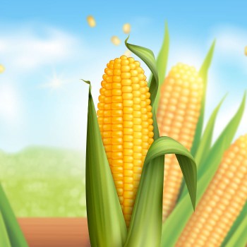 Corn