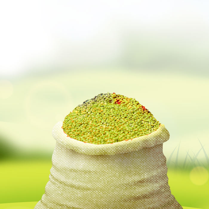 Yellow Millet